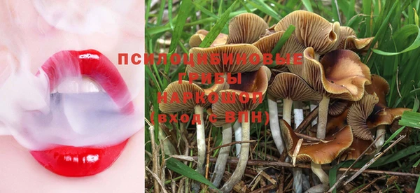 шишки Кодинск